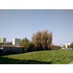 Zdjęcia użytkowników Motorola Moto X 2nd Gen