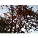 Zdjęcia użytkowników Motorola Moto X 2nd Gen