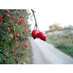 Zdjęcia użytkowników Motorola Moto X 2nd Gen