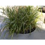 Zdjęcia użytkowników Motorola Moto X 2nd Gen