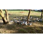 Zdjęcia użytkowników Motorola Moto X Play Zdjęcia użytkowników Motorola Moto X Play