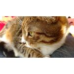 Zdjęcia użytkowników Motorola Moto X Play Zdjęcia użytkowników Motorola Moto X Play