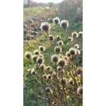 Zdjęcia użytkowników Motorola Moto X Play Zdjęcia użytkowników Motorola Moto X Play