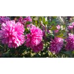 Zdjęcia użytkowników Motorola Moto X Play Zdjęcia użytkowników Motorola Moto X Play