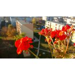 Zdjęcia użytkowników Motorola Moto X Play Zdjęcia użytkowników Motorola Moto X Play