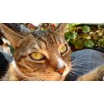 Zdjęcia użytkowników Motorola Moto X Play Zdjęcia użytkowników Motorola Moto X Play