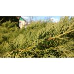 Zdjęcia użytkowników Motorola Moto X Play Zdjęcia użytkowników Motorola Moto X Play