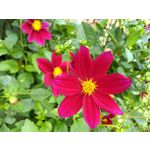 Zdjęcia użytkowników Motorola Moto Z2 Play Zdjęcia użytkowników Motorola Moto Z2 Play