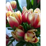 Zdjęcia użytkowników Motorola Moto Z2 Play Zdjęcia użytkowników Motorola Moto Z2 Play