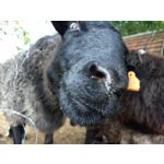 Zdjęcia użytkowników Motorola Moto Z2 Play Zdjęcia użytkowników Motorola Moto Z2 Play