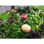 Zdjęcia użytkowników Motorola Moto Z2 Play Zdjęcia użytkowników Motorola Moto Z2 Play