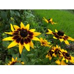 Zdjęcia użytkowników Motorola Moto Z2 Play Zdjęcia użytkowników Motorola Moto Z2 Play