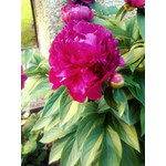 Zdjęcia użytkowników Motorola Motoluxe Zdjęcia użytkowników Motorola Motoluxe