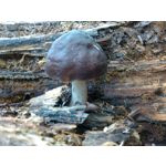 Zdjęcia użytkowników Motorola Motoluxe Zdjęcia użytkowników Motorola Motoluxe