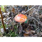 Zdjęcia użytkowników Motorola Motoluxe Zdjęcia użytkowników Motorola Motoluxe