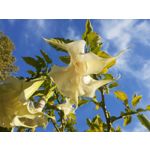 Zdjęcia użytkowników Motorola One Action