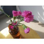 Zdjęcia użytkowników Motorola One Action