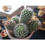 Zdjęcia użytkowników Motorola One Action