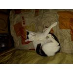 Zdjęcia użytkowników Motorola One Fusion+