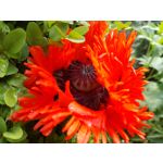 Zdjęcia użytkowników Motorola One Vision Dual SIM