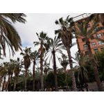 Zdjęcia użytkowników Motorola One Vision Dual SIM