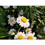 Zdjęcia użytkowników Motorola One Vision Dual SIM