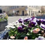 Zdjęcia użytkowników Motorola One Vision Dual SIM