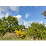 Zdjęcia użytkowników Motorola One Zoom