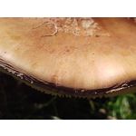 Zdjęcia użytkowników Motorola One Zoom