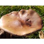 Zdjęcia użytkowników Motorola One Zoom