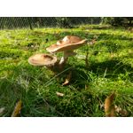 Zdjęcia użytkowników Motorola One Zoom