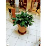 Zdjęcia użytkowników Motorola One Zoom