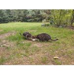 Zdjęcia użytkowników Motorola One Zoom