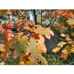 Zdjęcia użytkowników Motorola One Zoom