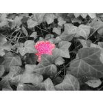 Zdjęcia użytkowników Motorola One Zoom