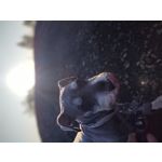 Zdjęcia użytkowników Motorola One Zoom