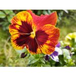 Zdjęcia użytkowników Motorola One Zoom