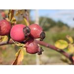 Zdjęcia użytkowników Motorola One Zoom