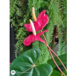 Zdjęcia użytkowników Motorola One Zoom