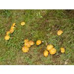 Zdjęcia użytkowników Motorola One Zoom