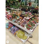 Zdjęcia użytkowników Motorola One Zoom