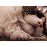 Zdjęcia użytkowników Motorola Razr 40 Ultra