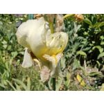 Zdjęcia użytkowników Motorola Razr 40 Ultra