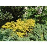 Zdjęcia użytkowników Motorola Razr 40 Ultra