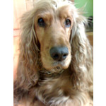 Zdjęcia użytkowników Motorola RAZR V3x