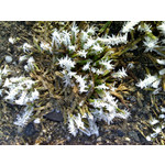 Zdjęcia użytkowników Motorola RAZR V3x