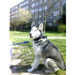 Zdjęcia użytkowników Motorola RAZR V3x