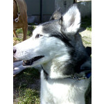 Zdjęcia użytkowników Motorola RAZR V3x