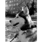 Zdjęcia użytkowników Motorola RAZR V3x