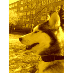 Zdjęcia użytkowników Motorola RAZR V3x